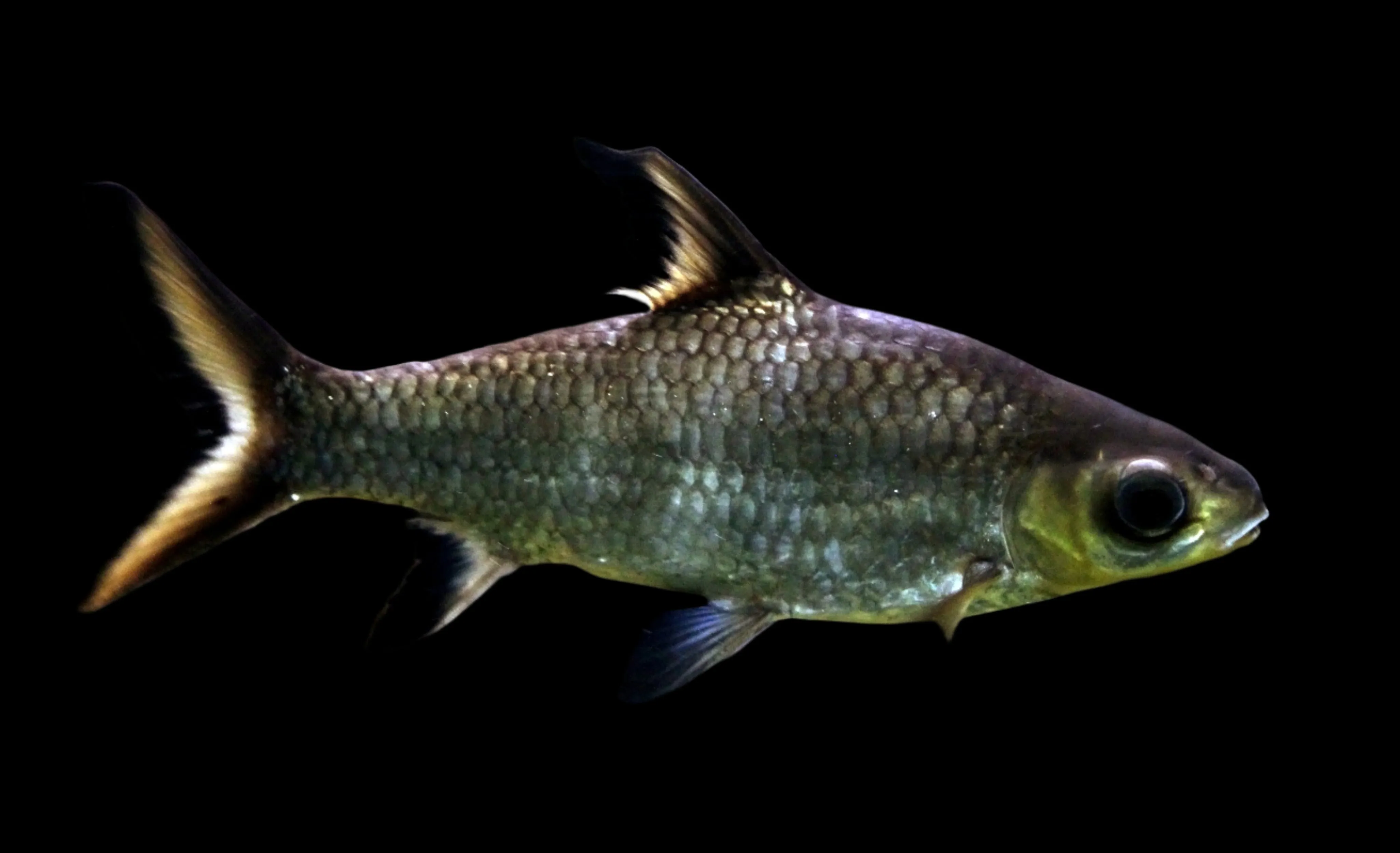 BALA SHARK (Balantiocheilos melanopterus) 2-3" A2405T